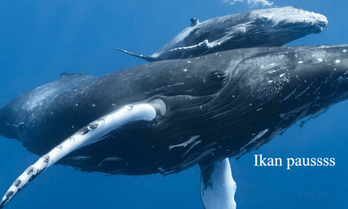 Keajaiban Alam: Mengungkap Misteri Kehidupan Ikan Paus di Lautan - eSatuID